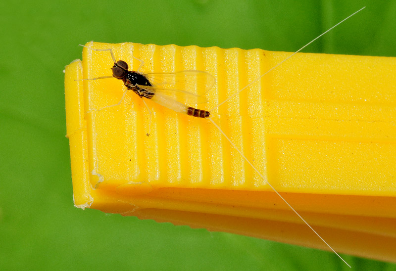 Baetis sp. di Colombarone, Formigine (MO)